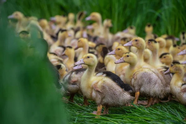 Group of young yellow ducks breeding in a near tall grass, Gironde, France