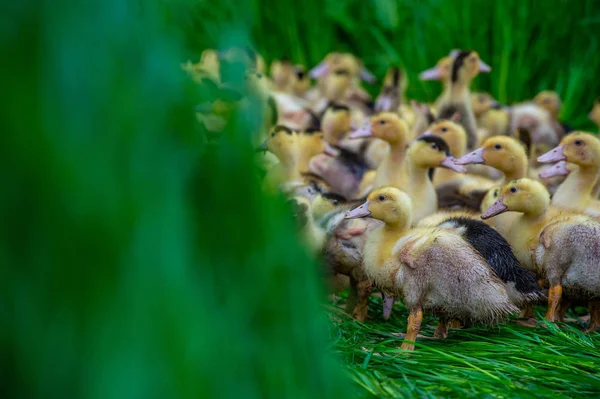 Grupo Patos Amarillos Jóvenes Que Reproducen Una Hierba Cerca Altura —  Fotos de Stock