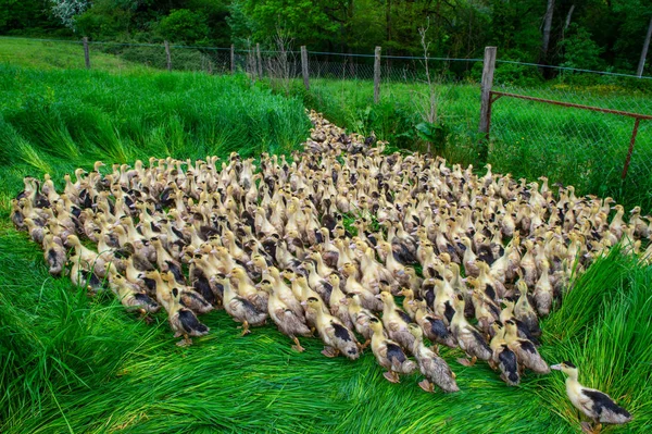 Grupo Jovens Patos Amarelos Que Reproduzem Numa Relva Quase Alta — Fotografia de Stock