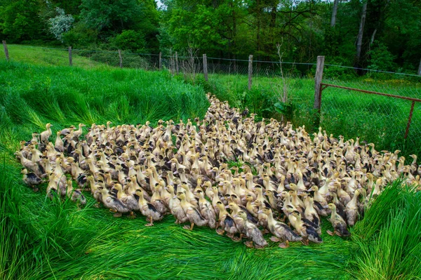 Група Молодих Жовтими Качками Розведення Найближчому Високій Траві Жиронда Франція — стокове фото