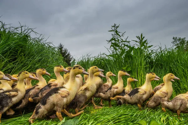 Grupo Patos Amarillos Jóvenes Que Reproducen Una Hierba Cerca Altura —  Fotos de Stock