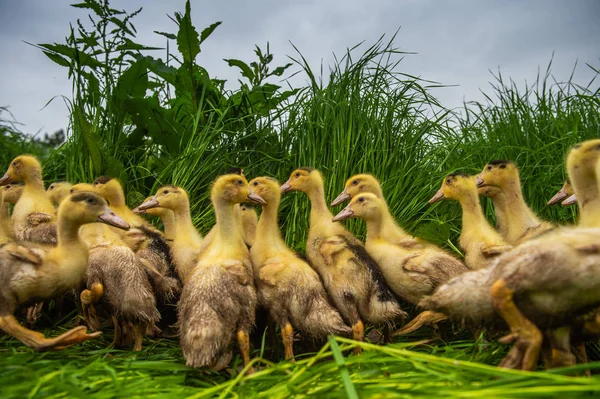 近くの背の高い草 ジロンド フランス繁殖若い黄色アヒルのグループ — ストック写真