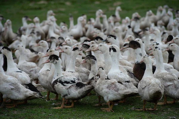 Grupo Patos Blancos Que Reproducen Una Hierba Casi Alta Granja —  Fotos de Stock