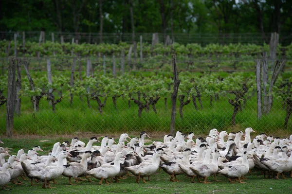 Grupo Patos Blancos Que Reproducen Una Hierba Casi Alta Granja —  Fotos de Stock