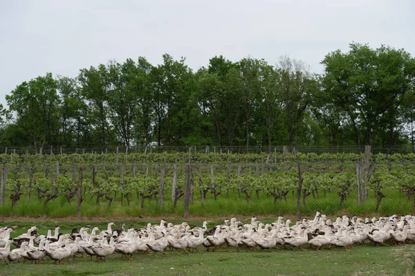 Grup beyaz ördek çiftliği, Gironde, Fransa bir çevre uzun çim yetiştirme