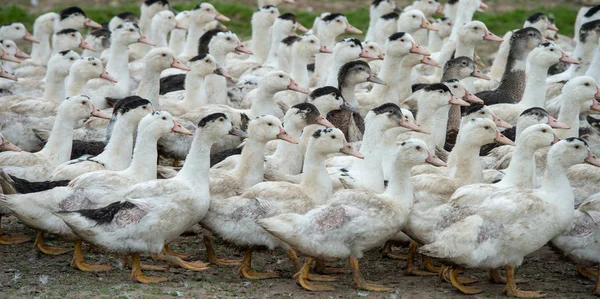 Grup beyaz ördek çiftliği, Gironde, Fransa bir çevre uzun çim yetiştirme