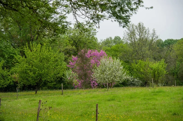 Árvore Floração Rosa Sobre Fundo Natureza Árvore Primavera Fundo Primavera — Fotografia de Stock