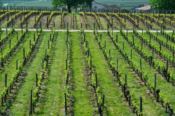 Wijngaard Sring Buurt Van Dorp Van Saint Emilion Gironde Frankrijk — Stockfoto