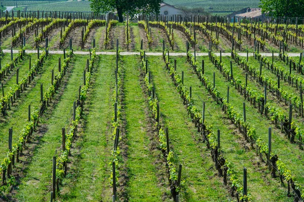 Vinice Sring Blízkosti Vesnice Saint Emilion Gironde Francie — Stock fotografie