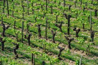 Teşekkürler mahzeninde yakınındaki village, Saint-Emilion, Gironde, Fransa