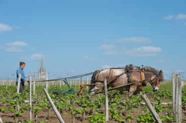 Labour Vineyard with a draft horse, Saint-Emilion, France clipart