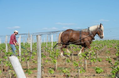 Labour Vineyard with a draft horse, Saint-Emilion, France clipart