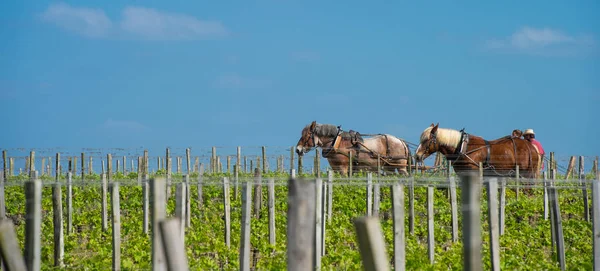 Labour Vineyard with a draft horse, Saint-Emilion, France — Stock Photo, Image
