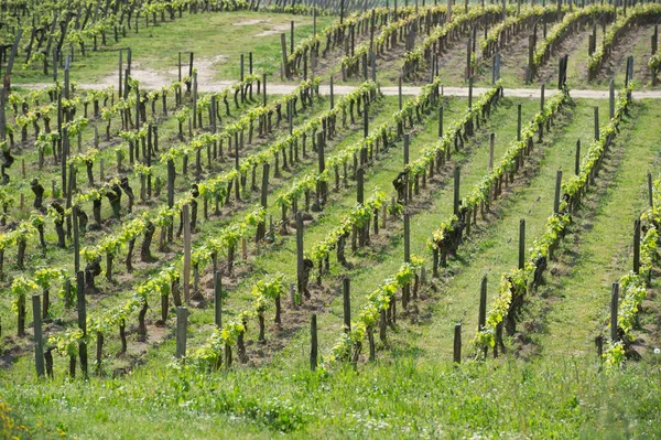 Wijngaard op Sring in de buurt van dorp van Saint-Emilion — Stockfoto