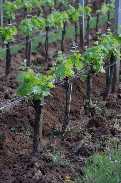 Wijngaard op Sring in de buurt van dorp van Saint-Emilion — Stockfoto