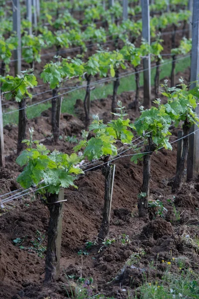 Viñedo en Sring cerca del pueblo de Saint-Emilion — Foto de Stock