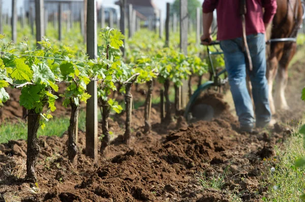 Arbeid wijngaard met een trekpaard, Saint-Emilion, Frankrijk — Stockfoto