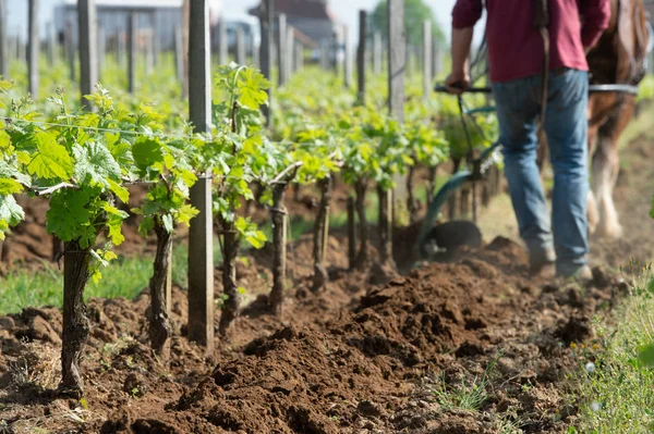 Arbeid wijngaard met een trekpaard, Saint-Emilion, Frankrijk — Stockfoto