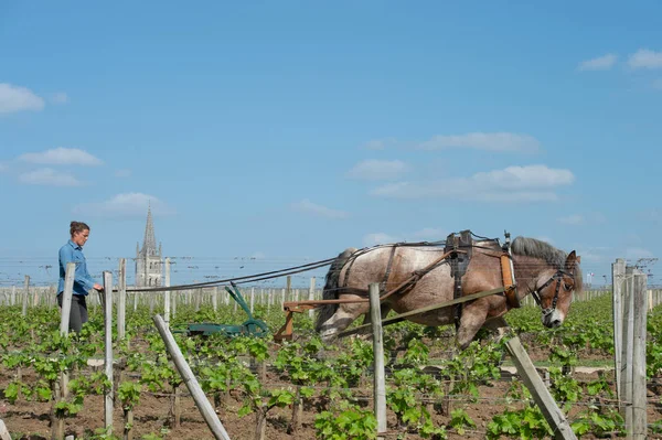 Vinhedo do Trabalho com um cavalo rascunho, Saint-Emilion, França — Fotografia de Stock