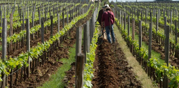 Arbeid wijngaard met een trekpaard, Saint-Emilion, Frankrijk — Stockfoto