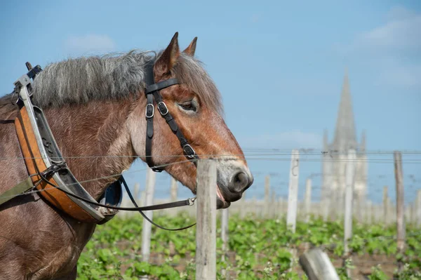Munkaügyi dűlő egy különítmény ló, Saint-Emilion, Franciaország — Stock Fotó