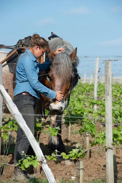 Viña Laboral con un caballo de tiro, Saint-Emilion, Francia — Foto de Stock