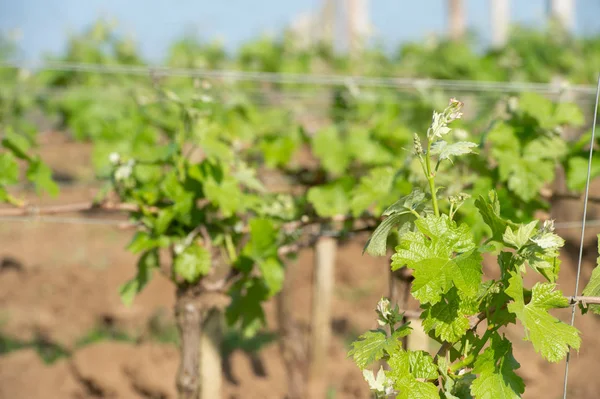 Wijngaard op Sring in de buurt van dorp van Saint-Emilion — Stockfoto