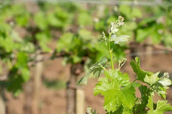 Wijngaard op Sring in de buurt van dorp van Saint-Emilion — Stockfoto