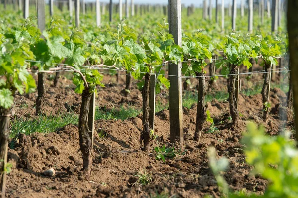 Wijngaard op Sring in de buurt van dorp van Saint-Emilion — Stockfoto