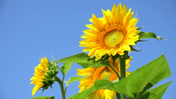 Abejas Abejorros Campo Girasol Durante Puesta Del Sol Increíble Hermoso — Vídeo de stock