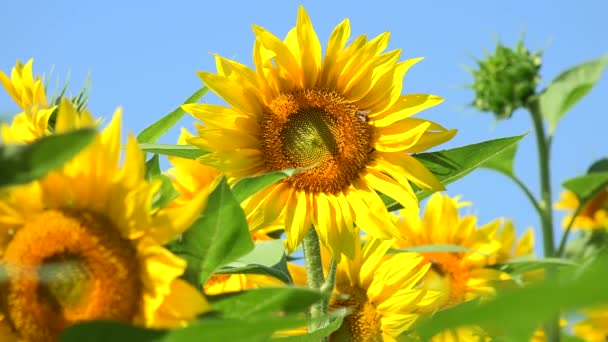 Včely Čmelák Slunečnicová Pole Během Západu Slunce Úžasné Krásné Pozadí — Stock video