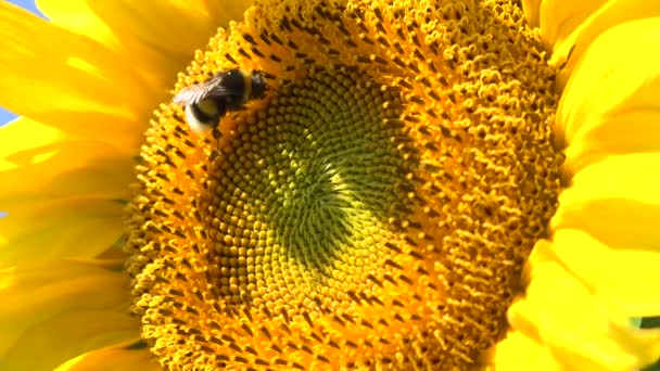 Abejas Abejorros Campo Girasol Durante Puesta Del Sol Increíble Hermoso — Vídeo de stock