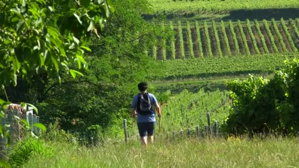 Junger Mann beim Wandern, männlicher Wanderer beim Wandern im Weinberg — Stockvideo