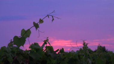 Sunrise Bordeaux Vineyard, Gironde, Aquitaine