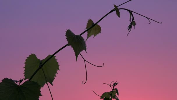 Sunrise Bordeaux Vineyard, Gironde, Aquitaine — Stok video