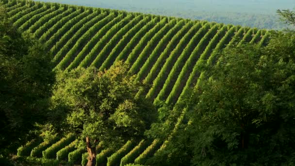 Winnic Bordeaux, krajobraz winnicy południowo-zachodniej Francji — Wideo stockowe