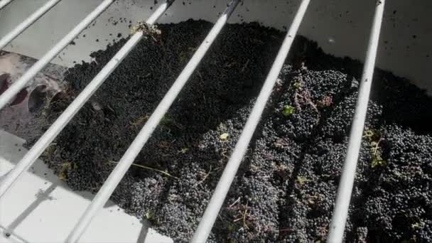 Mezcla de vino durante el proceso de fermentación — Vídeos de Stock