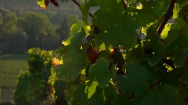 Bağ manzara, Güney Fransa, Sauternes, Loupiac, gündoğumu batısında bağ