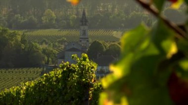 Bağ manzara, Güney Fransa, Sauternes, Loupiac, gündoğumu batısında bağ