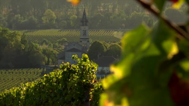 Weinberglandschaft, Weinberg südwestlich von Frankreich, sauternes, loupiac, Sonnenaufgang — Stockvideo