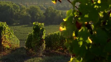 Bağ manzara, Güney Fransa, Sauternes, Loupiac, gündoğumu batısında bağ