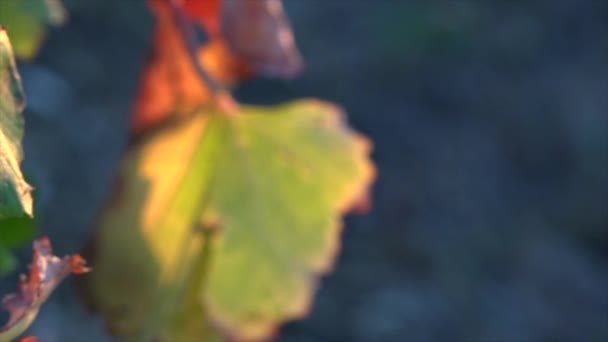 White Grapes In Vineyard — Stockvideo