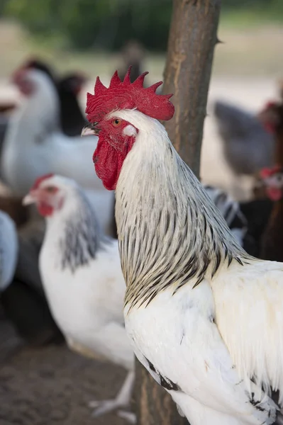 Ücretsiz Aralığı Tavuk Bir Geleneksel Tavuk Çiftliğinde Fransa — Stok fotoğraf