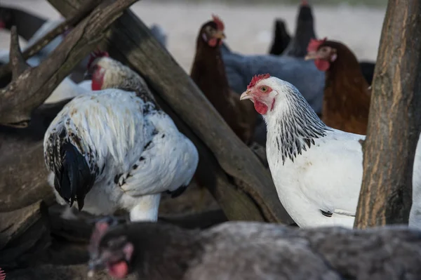 Ücretsiz Aralığı Tavuk Bir Geleneksel Tavuk Çiftliğinde Fransa — Stok fotoğraf