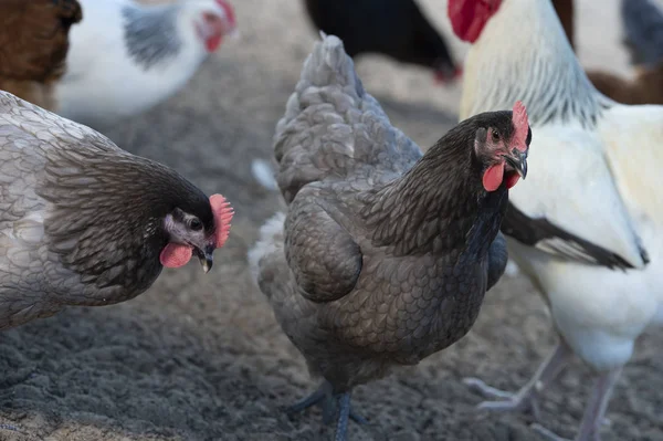 Ücretsiz Aralığı Tavuk Bir Geleneksel Tavuk Çiftliğinde Fransa — Stok fotoğraf