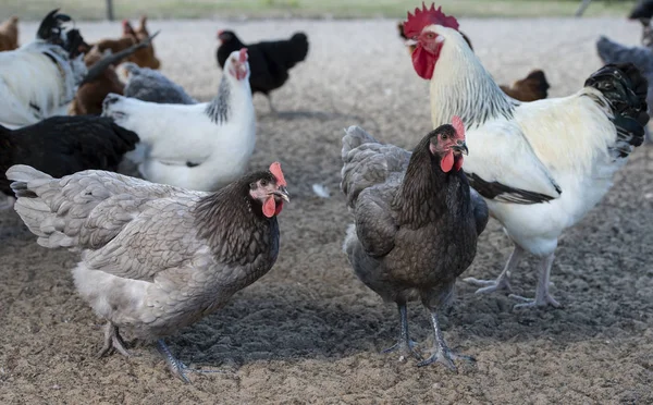 Ücretsiz Aralığı Tavuk Bir Geleneksel Tavuk Çiftliğinde Fransa — Stok fotoğraf