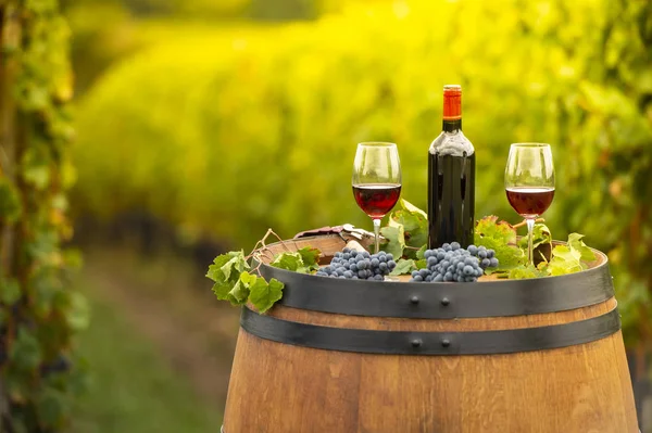 Echando Vino Tinto Copa Barril Aire Libre Burdeos Vineyard Francia —  Fotos de Stock