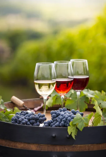 Despejando Vinho Tinto Copo Barrel Livre Bordeaux Vineyard França — Fotografia de Stock