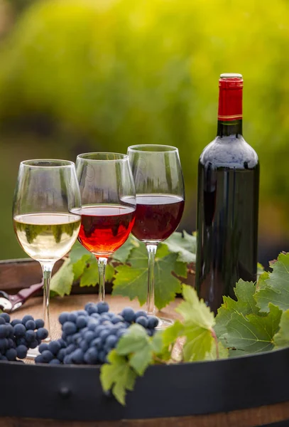 Despejando Vinho Tinto Copo Barrel Livre Bordeaux Vineyard França — Fotografia de Stock