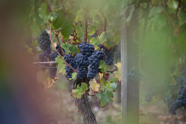 Розливу Червоного Вина Скло Барель Відкритий Бордо Виноградник Франції — стокове фото